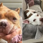 Heartbroken Dog Mom Finds Solace by Adopting Shelter Dog, Feels It’s a Blessing from Her Beloved Late Pet