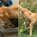 Mama Dogs Who Raised 18 Puppies Together Are Now Searching for Their Forever Homes