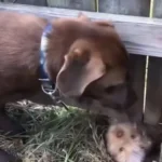 A Loyal Dog Dug a Tunnel Just to Play with His New Friend Next Door