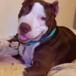 Pittie Rescued From Abuse Finds the Loving Home She Always Deserved