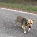 A Lonely Dog’s Hopeful Journey to a Sanctuary for a Chance at Rescue