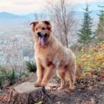 Lovable Dog Turns Unique Hobby into a Delightful Money-Making Adventure