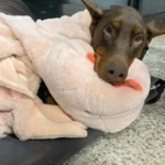 A Heartwarming Sight: This Sweet Doberman Shatters Breed Stereotypes as He Snuggles in His Blankets