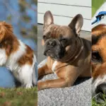 4 Dog Breeds That Make Perfect Cat Companions