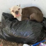 Rescuers Were Shocked to Find a Dog in a Trash Heap and Rushed to Help Her