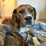 A Terrified Puppy Clings to a Shelter Worker’s Leg Until It Finds a Loving Home