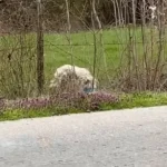 Terrified Dog Keeps Running Away, Unaware Rescuers Just Want to Help