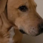 A Rescued Dog Finds His Voice Again, Healing From Trauma With Love