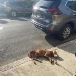 Rescue Comes Just in Time for an Elderly, Starving Dog Found Collapsed on a Sidewalk