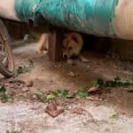 A Pregnant Dog Found Peace in a Parking Lot Until Someone Wonderful Came Along to Lend a Hand