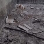 Heartbreaking: Dog Trapped in Concrete Pit Rescued After Being Spotted