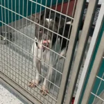 Pit Bull Shows Changes After a Lonely Month in an Abandoned House