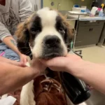 Emaciated St. Bernard Found Alone in Abandoned Home, Desperately Underweight