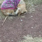 Lost Dog in a Purple Sweater Waits Patiently for Someone to Help