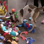 Shelter Pets Sneak a Peek Under the Christmas Tree, Finding the Perfect Gifts Waiting for Them