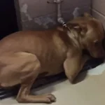 This Heartbroken Puppy Found Comfort and Stopped Staring Into a Corner When She Met Her New Best Friend