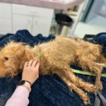 Driver Heartbroken to Discover an Unresponsive Dog on the Roadside