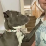 An Adorable Rescue Pup Can’t Bear to Be Away from His Beloved New Mom