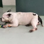 After Waiting 553 Days, Deaf Dog Finds a Home Where She Listens with Her Heart