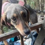 Mother Dog and Her Puppies Desperately Search for Food and a Safe Home