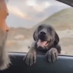 Heartfelt Moment: Mother Dog Halts Rescuer’s Car to Unveil an Incredible Surprise