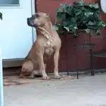 Lonely Pennsylvania Dog Clings to Memories of Old Home After Being Abandoned