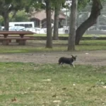 Kind-hearted Rescuers Gently Teach a Scared Street Dog to Trust Humans Again