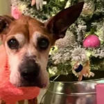 Old Dog Gets Early Christmas Gifts, and the Reason Will Break Your Heart