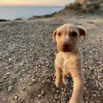 Stray Dog Leaps Into a Couple’s Van and Chooses Them as His Forever Family