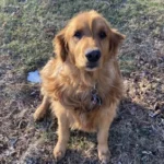 Lost Dog Braves Five Months Alone in a Cornfield After Fleeing Groomer’s Shop