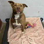 The Lonely Puppy Left Behind in the Shelter Keeps Herself Company with ‘Imaginary Friends