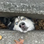 A Brave Rescue Effort to Save a Trapped Animal Peeking Out from the Sewer