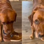 Loyal Service Dog Dropout Enjoys Helping His Mom Prepare for Their Walks Together