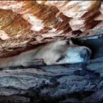 Rescuers Rushed to Help After Finding a Dog Trapped Inside a Boulder