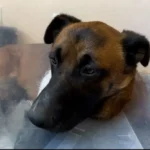 German Shepherd Clings to His Favorite Toy Following a Life-Saving Operation