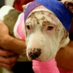 Hurt Pittie Transforms with Joy in Her Cute Butterfly Costume