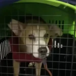 Dog Who Spent 10 Years in a Shelter Overjoyed to Finally Meet His New Family