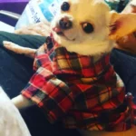 Little Chihuahua Becomes a “Guardian Angel” for His Big Brother