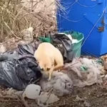 Rescuers Rushed to Help a Sweet Puppy Found Tied to a Dumpster