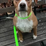 Heartbroken Shelter Pup Finds Tears of Joy in a Loving, Safe Embrace for the First Time