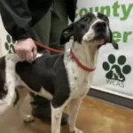 Adorable Shelter Puppy Overjoyed as New Mom Fills Out Adoption Papers