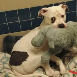 A Dog Who Nearly Faced Euthanasia Can’t Stop Cuddling His Stuffed Toy