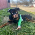 Miracle Rottweiler Rescued from a Ditch Overcomes Rare Illness to Find a Caring Family