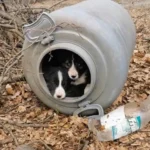 Rescuers Heartbroken to Discover a Little Miracle Inside a Tiny Barrel in the Woods