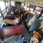 Man Drives Doggy School Bus to Take Pups to a Private Park Every Day