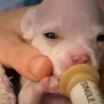 Tiny Puppy Needed Help, So His Foster Mom Nursed Him Back to Health