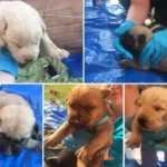 Scared Dog Parents Tuck Their Five Cute Puppies Away in an Old Mansion