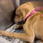 Rescuers Comfort Shivering Dog Too Scared to Stop Trembling, Even at the Shelter