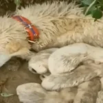 Scared Mother Dog, Guarding Her Puppies, Discovers She’s Finally Being Rescued