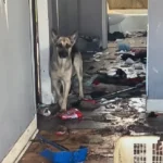 Heartwarming Rescue: Abandoned German Shepherd Gets an Amazing Surprise